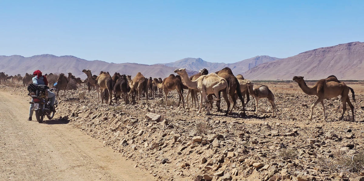 Herd of camels in the rocky desert of Mauritania